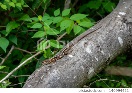 Japanese grass lizard on a tree Japanese grass lizard on a tree 140994431