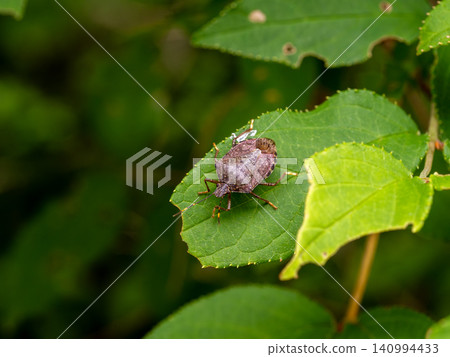 A brown marmorated stink bug on a leaf 140994433