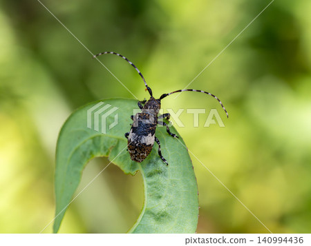 A longhorn beetle on a leaf A longhorn beetle on a leaf 140994436