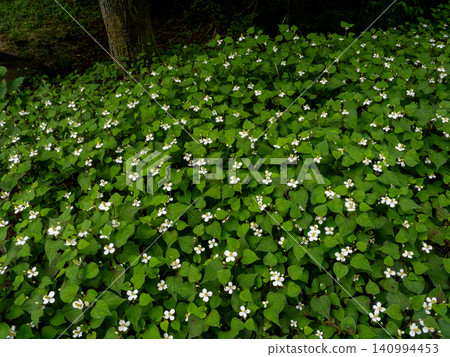 Houttuynia cordata blooming in the mountains Houttuynia cordata blooming in the mountains 140994453