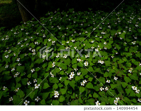 Houttuynia cordata blooming in the mountains Houttuynia cordata blooming in the mountains 140994454