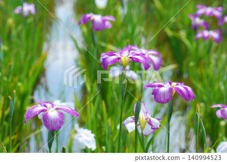 Blooms in season Blooms in season 140994523