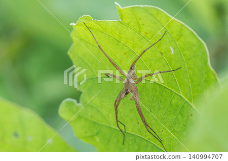 Ilo-billed spider Ilo-billed spider 140994707