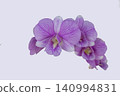 purple flowers orchids arrangement flat lay postcard style  140994831