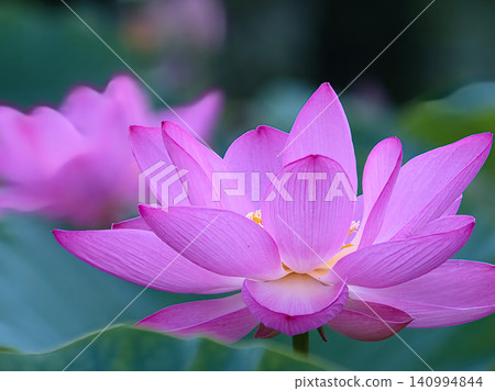 粉紅色的蓮花 粉紅色的蓮花 140994844