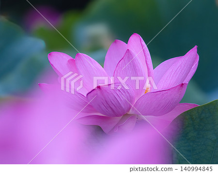 風景與蓮花 風景與蓮花 140994845