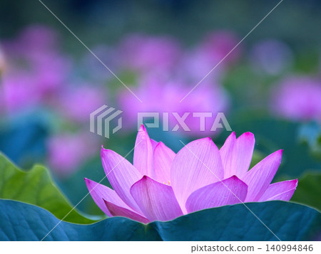 優雅的蓮花 優雅的蓮花 140994846