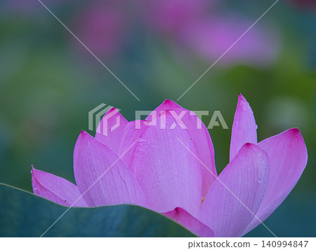 風景與蓮花 風景與蓮花 140994847