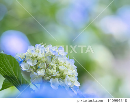 藍色繡球花 藍色繡球花 140994848