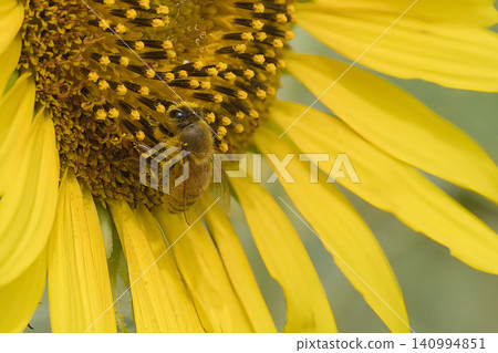 Honeybees sucking sunflower nectar Honeybees sucking sunflower nectar 140994851