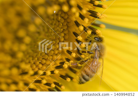Bees collecting sunflower nectar Bees collecting sunflower nectar 140994852