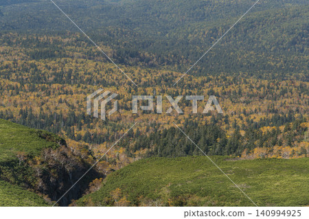 Autumn forest, a tapestry of yellowing larch and coniferous trees. Autumn forest, a tapestry of yellowing larch and coniferous trees. 140994925
