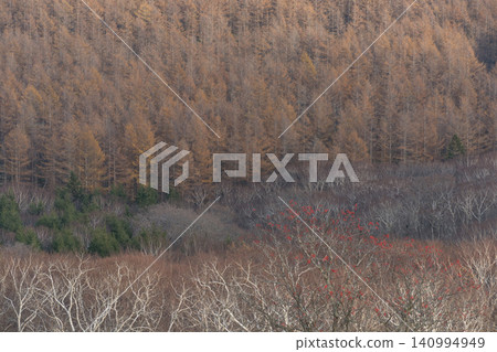 Autumn mountain slopes woven from larch and birch trees Autumn mountain slopes woven from larch and birch trees 140994949
