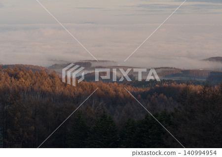 Sea of clouds and larch forest at dawn Sea of clouds and larch forest at dawn 140994954