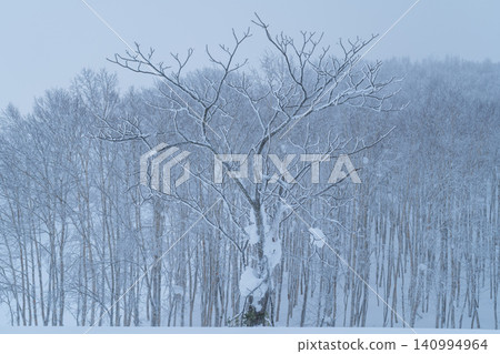 覆蓋著霜凍的樹木矗立在白雪皚皚的白樺林中。 覆蓋著霜凍的樹木矗立在白雪皚皚的白樺林中。 140994964