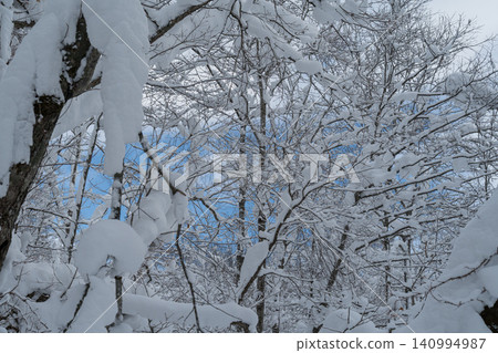 Snow-covered branches stand out against the blue sky. Snow-covered branches stand out against the blue sky. 140994987
