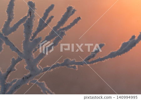 Branches of frost-covered trees floating in orange mist Branches of frost-covered trees floating in orange mist 140994995