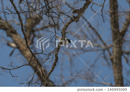 A small bird perched on a bare branch against a blue sky A small bird perched on a bare branch against a blue sky 140995099