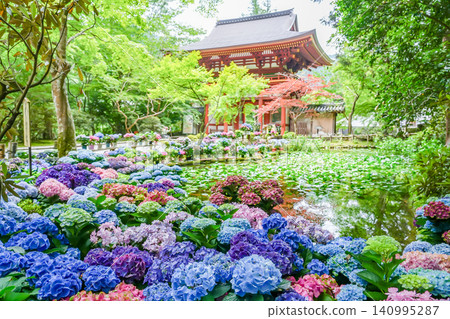 奈良縣宇陀市室生寺仁王門後方的番字池周圍盛開著繡球花。 奈良縣宇陀市室生寺仁王門後方的番字池周圍盛開著繡球花。 140995287
