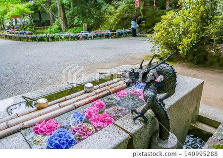 Hydrangeas adorning the water basin at the foot of Yoroi-zaka slope at Murō-ji Temple in Uda City, Nara Prefecture. 140995288