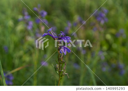 Purple bellflowers blooming in the summer wetlands Purple bellflowers blooming in the summer wetlands 140995293