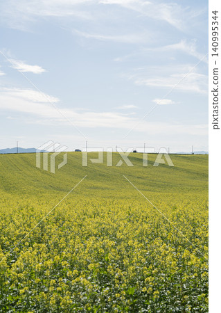 A field of yellow rapeseed flowers stretching to the horizon. A field of yellow rapeseed flowers stretching to the horizon. 140995344