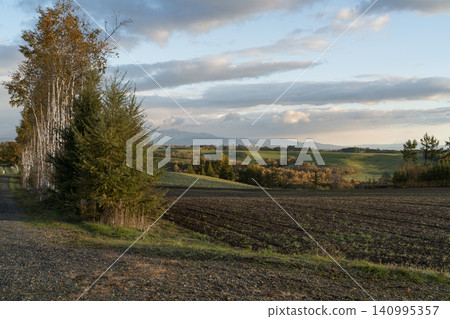 Fields bathed in golden light and rows of birch trees Fields bathed in golden light and rows of birch trees 140995357