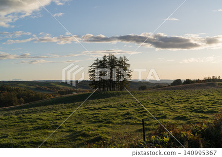 山坡上的一片松樹林沐浴在夕陽餘暉中。 山坡上的一片松樹林沐浴在夕陽餘暉中。 140995367