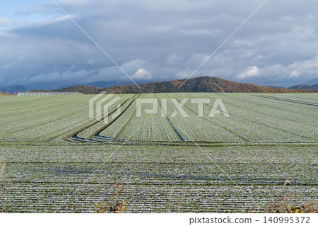 Green furrows on a frosty autumn morning 140995372