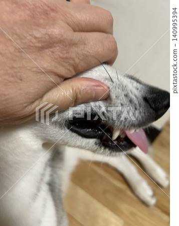 西伯利亞哈士奇的嘴 140995394