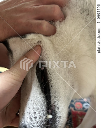 西伯利亞哈士奇的嘴 西伯利亞哈士奇的嘴 140995396