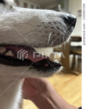 西伯利亞哈士奇的嘴 西伯利亞哈士奇的嘴 140995398
