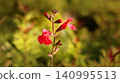 哪些花會開出紅色的花？ 140995513
