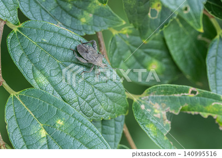 Hojoki bug Hojoki bug 140995516