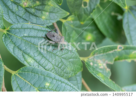 Hojoki bug Hojoki bug 140995517