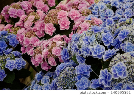 繡球花,琉璃琉璃 繡球花,琉璃琉璃 140995591