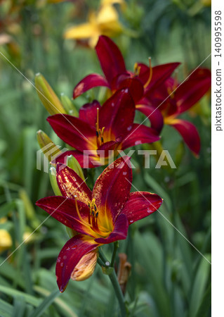 Dark orange daylilies Dark orange daylilies 140995598