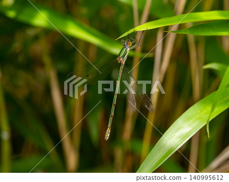 A blue damselfly perched on a bamboo stalk in the shade. A blue damselfly perched on a bamboo stalk in the shade. 140995612