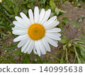 Title	 Wild daisy flower in the garden 140995638
