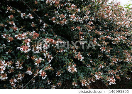 White aberia flower White aberia flower 140995805