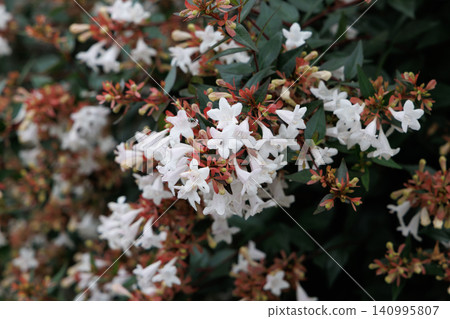 White aberia flower White aberia flower 140995807