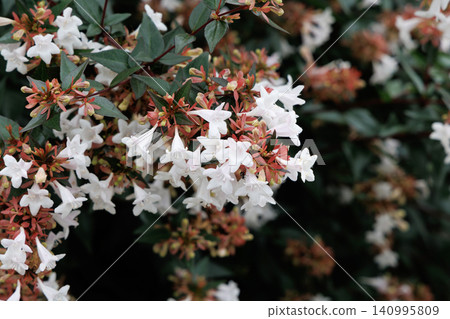 White aberia flower White aberia flower 140995809