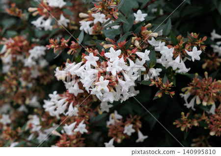 White aberia flower White aberia flower 140995810