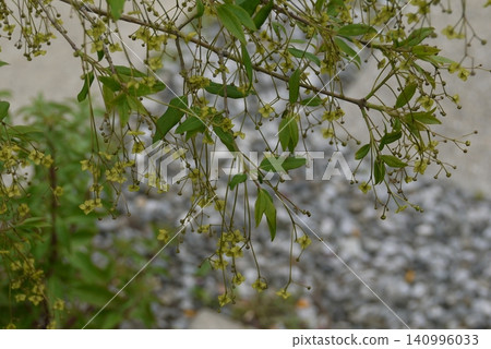 衛矛樹(Euonymus alatus)- 花 衛矛樹(Euonymus alatus)- 花 140996033