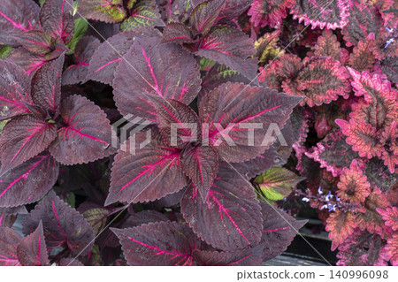 An overhead shot of a plant leaf with a psychedelic pattern and texture. An overhead shot of a plant leaf with a psychedelic pattern and texture. 140996098