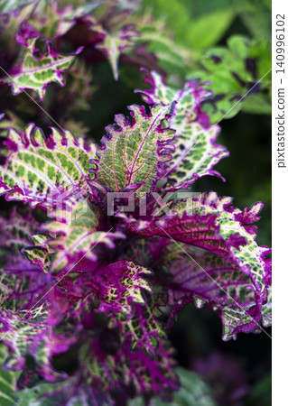An overhead shot of a plant leaf with a psychedelic pattern and texture. An overhead shot of a plant leaf with a psychedelic pattern and texture. 140996102