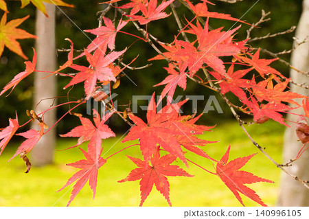 從稍遠一點的角度來看,鮮紅的楓葉彷彿漂浮在空中。 從稍遠一點的角度來看,鮮紅的楓葉彷彿漂浮在空中。 140996105