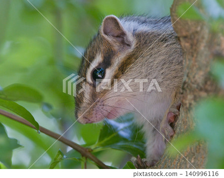 A chipmunk looking down from atop a tree. A chipmunk looking down from atop a tree. 140996116
