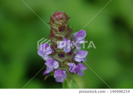 Sesame flower Sesame flower 140996254