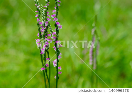 Screw fern flowers Screw fern flowers 140996378